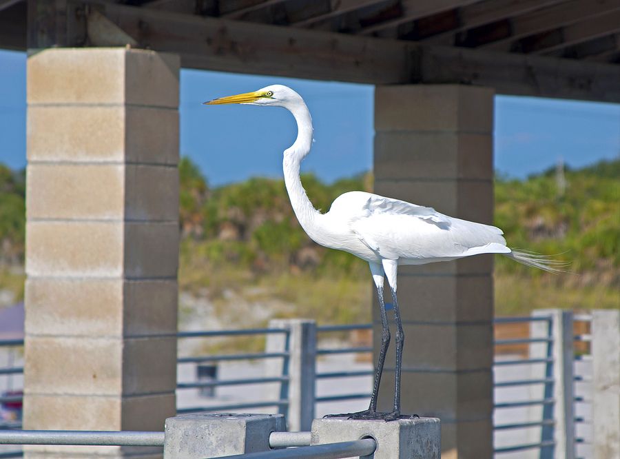 Pelican on the pier in Hudson